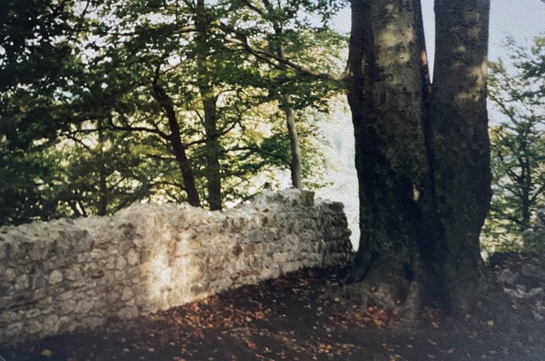 Westringmauer mit Buche