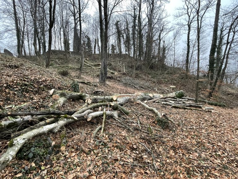 Vom Sturm umgestürzte Bäume mussten von Erhard Heimgartner gefällt werden